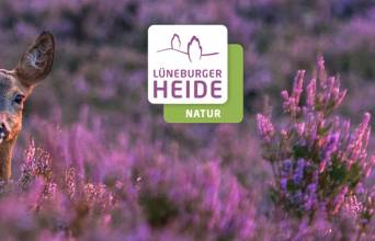 Lüneburg Heath Image