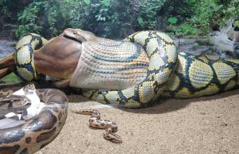 Chennai Snake Park Trust Image