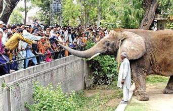 Lahore Zoo Image