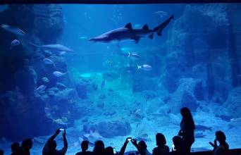 Istanbul Aquarium Image