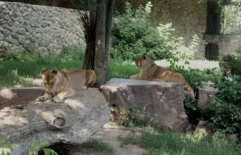 Kiev Zoo Image